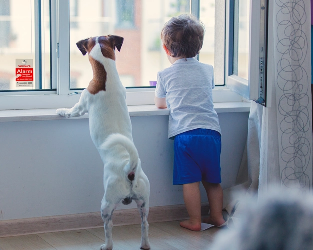 Jack russel rotuinen koira ja pikku poika katsovat ulos ikkunasta, jossa on Verisuren tarra.